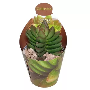 Copacul banilor Benjamin (Crassula) la ghiveci ø 6,5 cm