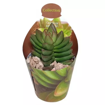 Copacul banilor Benjamin (Crassula) la ghiveci ø 6,5 cm