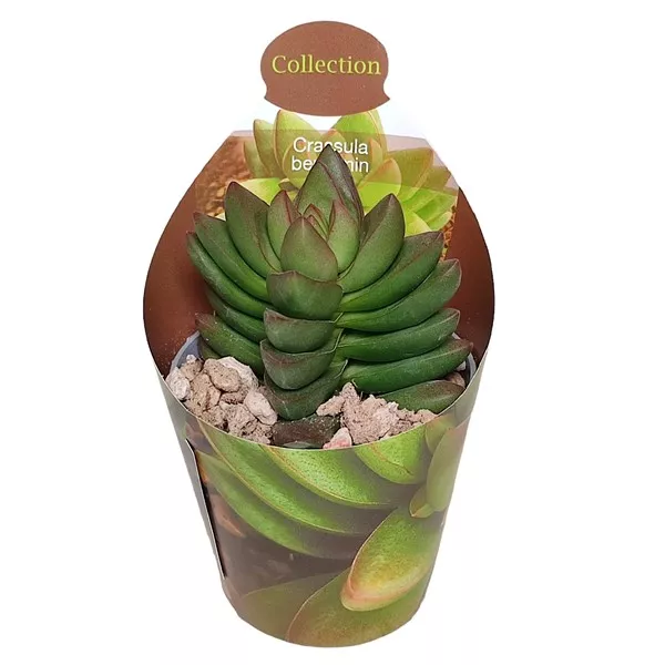 Copacul banilor Benjamin (Crassula) la ghiveci ø 6,5 cm