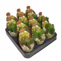 Copacul banilor Benjamin (Crassula) la ghiveci ø 6,5 cm