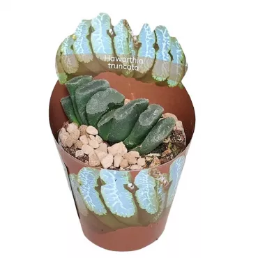 Haworthia (Haworthia truncata) la ghiveci ø 6,5 cm