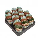 Haworthia (Haworthia truncata) la ghiveci ø 6,5 cm