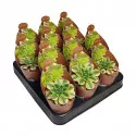 Aeonium (Aeonium floresens) la ghiveci ø 6,5 cm