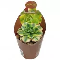 Aeonium (Aeonium floresens) la ghiveci ø 6,5 cm