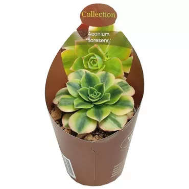 Aeonium (Aeonium floresens) la ghiveci ø 6,5 cm