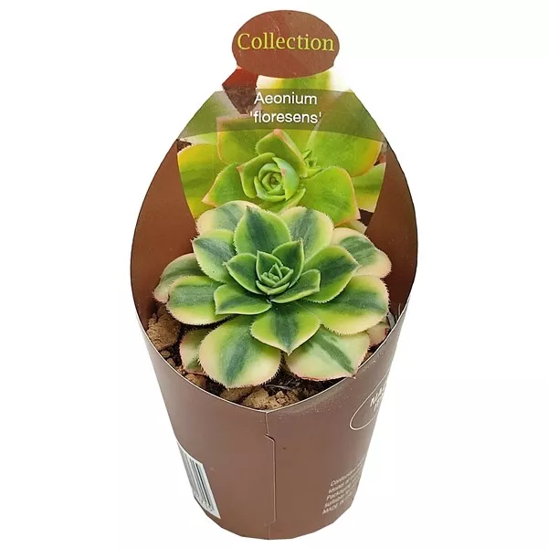 Aeonium (Aeonium floresens) la ghiveci ø 6,5 cm