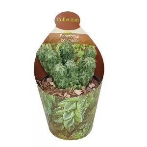 Peperomia (Peperomia columella) la ghiveci ø 6,5 cm