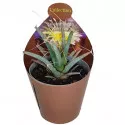 Cactus (Leuchtenbergia principis) la ghiveci ø 6,5 cm