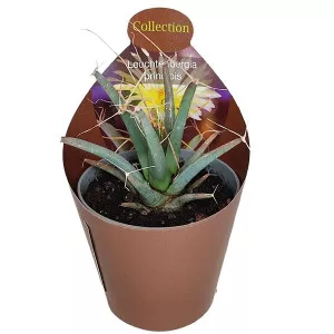 Cactus (Leuchtenbergia principis) la ghiveci ø 6,5 cm