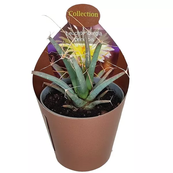 Cactus (Leuchtenbergia principis) la ghiveci ø 6,5 cm