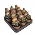 Cactus (Leuchtenbergia principis) la ghiveci ø 6,5 cm