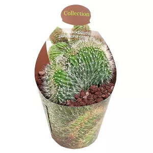 Cactus columnar (Neobuxbaumia polylopha albispinus) la ghiveci ø 6,5 cm