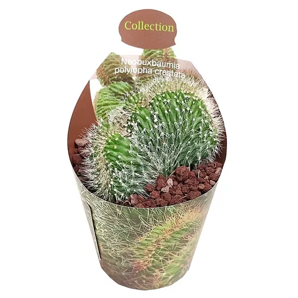Cactus columnar (Neobuxbaumia polylopha albispinus) la ghiveci ø 6,5 cm
