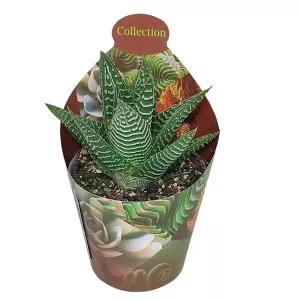 Haworthia Spider White (Haworthia limifolia) la ghiveci ø 6,5 cm