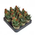 Haworthia Spider White (Haworthia limifolia) la ghiveci ø 6,5 cm