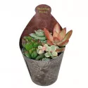 Plante suculente Poker mix la ghiveci ø 6,5 cm