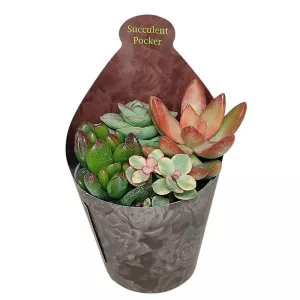 Plante suculente Poker mix la ghiveci ø 6,5 cm