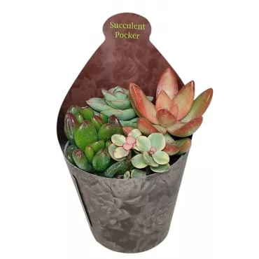 Plante suculente Poker mix la ghiveci ø 6,5 cm