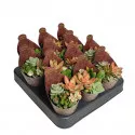 Plante suculente Poker mix la ghiveci ø 6,5 cm
