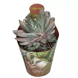Gasteria Sakura Fuji (Gasteria) la ghiveci ø 6,5 cm
