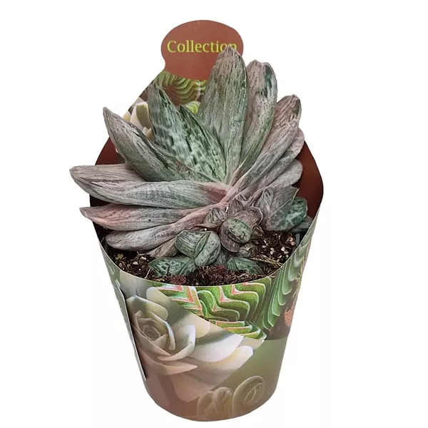 Gasteria Sakura Fuji (Gasteria) la ghiveci ø 6,5 cm