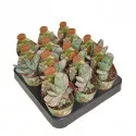 Gasteria Sakura Fuji (Gasteria) la ghiveci ø 6,5 cm