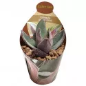 Copacul banilor Garnet Lotus (Crassula) la ghiveci ø 6,5 cm
