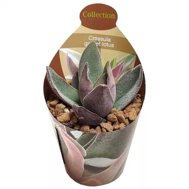 Copacul banilor Garnet Lotus (Crassula) la ghiveci ø 6,5 cm