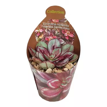 Echeveria Maruba Benitsukasa (Echeveria nodulosa)  la ghiveci ø 6,5 cm
