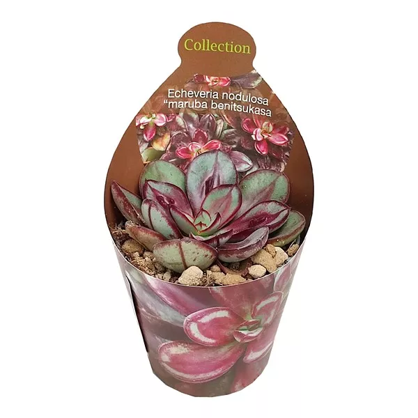 Echeveria Maruba Benitsukasa (Echeveria nodulosa)  la ghiveci ø 6,5 cm