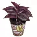 Planta telegraf Purple Passion (Tradescantia zebrina) la ghiveci ø 6,5 cm