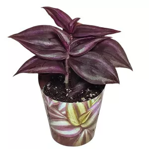 Planta telegraf Purple Passion (Tradescantia zebrina) la ghiveci ø 6,5 cm