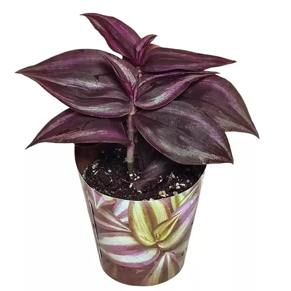 Planta telegraf Purple Passion (Tradescantia zebrina) la ghiveci ø 6,5 cm
