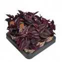 Planta telegraf Purple Passion (Tradescantia zebrina) la ghiveci ø 6,5 cm