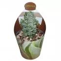 Copacul banilor Ivory Pagoda (Crassula) la ghiveci ø 6,5 cm