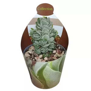 Copacul banilor Ivory Pagoda (Crassula) la ghiveci ø 6,5 cm