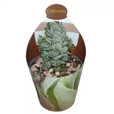 Copacul banilor Ivory Pagoda (Crassula) la ghiveci ø 6,5 cm