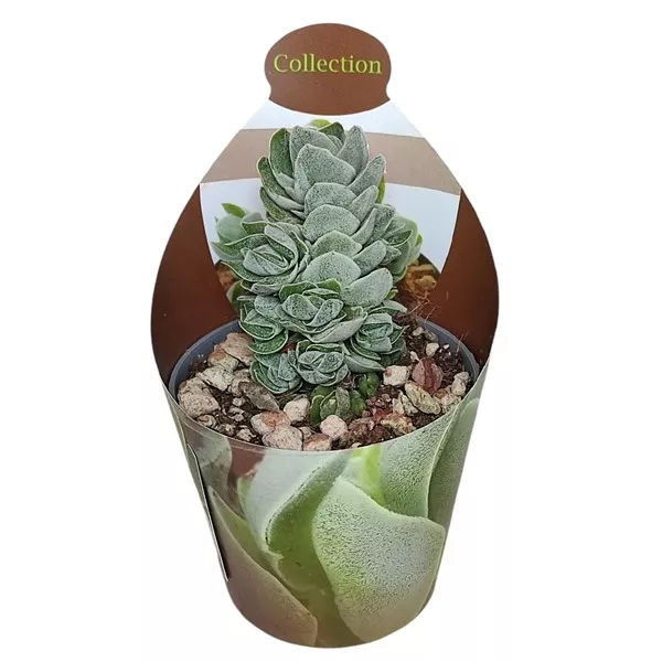 Copacul banilor Ivory Pagoda (Crassula) la ghiveci ø 6,5 cm