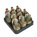 Copacul banilor Ivory Pagoda (Crassula) la ghiveci ø 6,5 cm