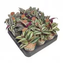 Planta telegraf (Tradescantia zebrina) la ghiveci ø 6,5 cm