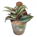 Planta telegraf (Tradescantia zebrina) la ghiveci ø 6,5 cm