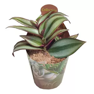 Planta telegraf (Tradescantia zebrina) la ghiveci ø 6,5 cm