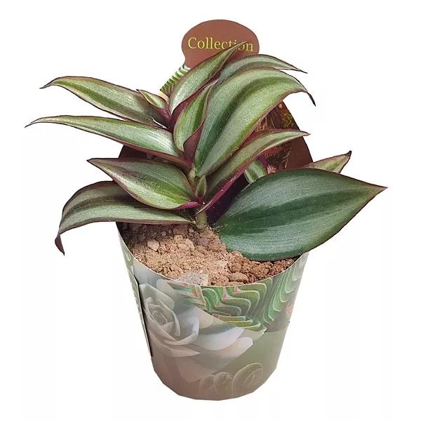 Planta telegraf (Tradescantia zebrina) la ghiveci ø 6,5 cm