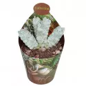 Copacul banilor Deceptor (Crassula) la ghiveci ø 6,5 cm