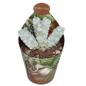 Copacul banilor Deceptor (Crassula) la ghiveci ø 6,5 cm