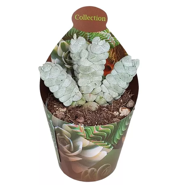 Copacul banilor Deceptor (Crassula) la ghiveci ø 6,5 cm