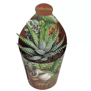Haworthia Royal Alber (Haworthia fasciata) la ghiveci ø 6,5 cm