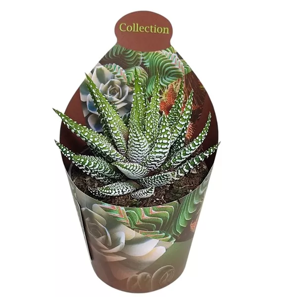 Haworthia Royal Alber (Haworthia fasciata) la ghiveci ø 6,5 cm