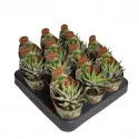Haworthia Royal Alber (Haworthia fasciata) la ghiveci ø 6,5 cm