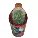 Cactus (Notocactus leninghausii albispinus) la ghiveci ø 6,5 cm
